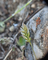 Poa maniototo