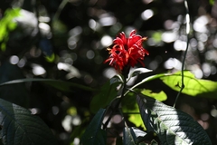 Pachystachys coccinea