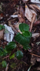 Peperomia tequendamana