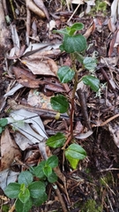 Peperomia tequendamana