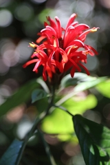 Pachystachys coccinea