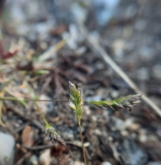 Poa maniototo