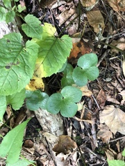 Hepatica