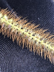 Setaria pumila