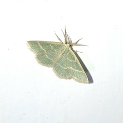 Chlorochlamys chloroleucaria