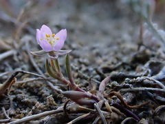 Spergularia media