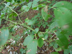 Vaccinium fuscatum