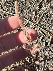 Chenopodium berlandieri