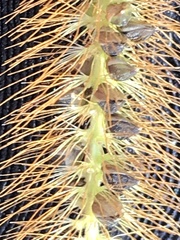 Setaria pumila