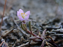 Spergularia media