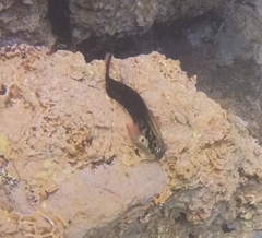 Ophioblennius atlanticus