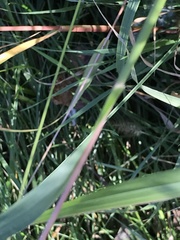 Setaria pumila