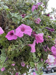 Malva trimestris