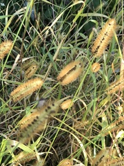 Setaria pumila