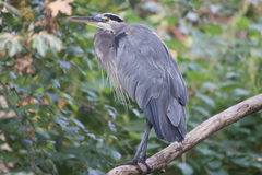 Ardea herodias