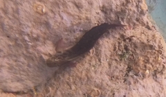 Ophioblennius atlanticus