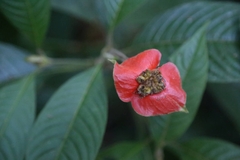 Palicourea tomentosa