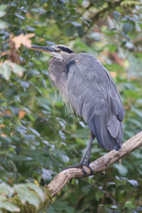 Ardea herodias