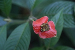 Palicourea tomentosa