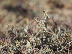 Atriplex pedunculata