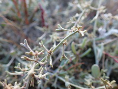 Atriplex pedunculata