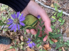 Symphyotrichum retroflexum