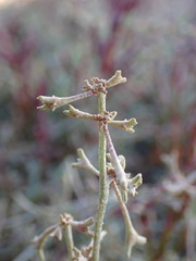 Atriplex pedunculata