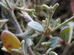 Atriplex pedunculata