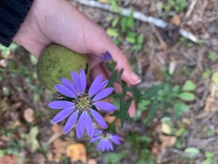 Symphyotrichum retroflexum