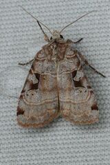 Xestia normanianus