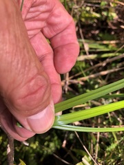 Carex appressa