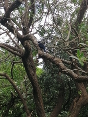Prosthemadera novaeseelandiae novaeseelandiae