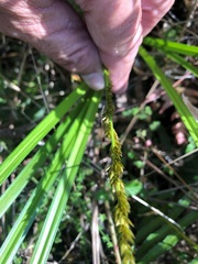 Carex appressa