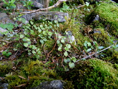 Scutellaria novae-zelandiae