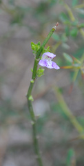 Poikilacanthus tweedieanus