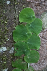 Monstera spruceana