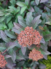 Spiraea japonica
