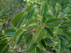 Prunus mahaleb