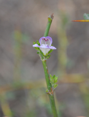 Poikilacanthus tweedieanus