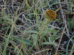 Pentanema britannica