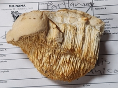 Pseudospongipellis unicolor