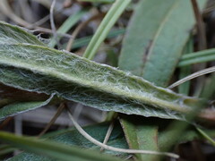 Pentanema britannica