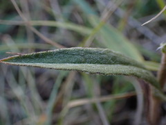 Pentanema britannica