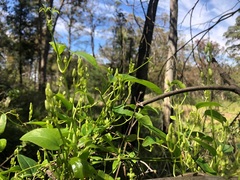 Clematis glycinoides