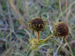 Pentanema britannica