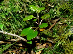 Scutellaria novae-zelandiae