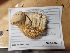 Pseudospongipellis unicolor