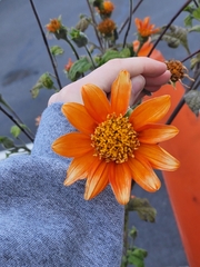Tithonia rotundifolia