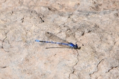 Argia extranea