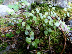 Scutellaria novae-zelandiae